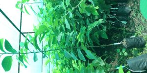 Sitafal Plant