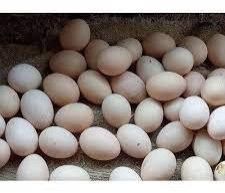 Kadaknath Chicken Egg