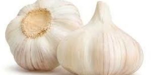 Fresh Garlic