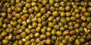 Green Mung Bean
