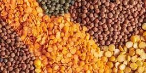 Lentils