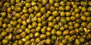 Mung Bean