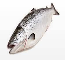 Salmon Fish
