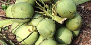 Fresh Tender Coconut