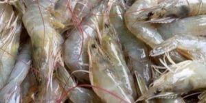 Live Prawns