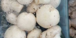 Button Mushroom