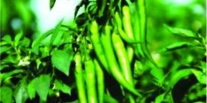 GBR-1227 Chilli Seeds