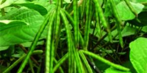 GBR-46 Green Gram Seeds