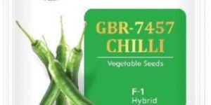 GBR-7457 Chilli Seeds