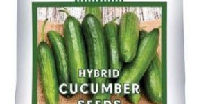 GBR-Sneha Cucumber Seeds