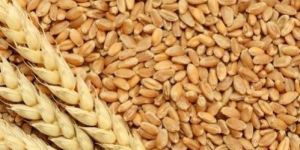 Himalaya Wheat Seeds