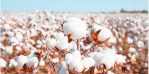 Sarvottam BGII BT Hybrid Cotton Seeds