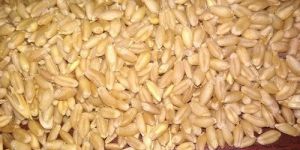 Long Grain Wheat Seeds
