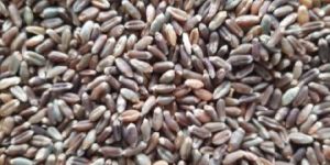 Black Wheat Seeds
