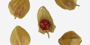 Fresh Ashwagandha Berries