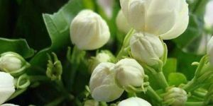 Jasmine Plant