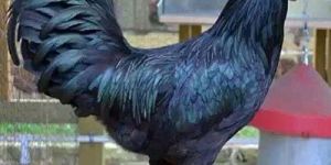 Live Kadaknath Chicken
