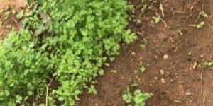 Fresh Coriander Leaves