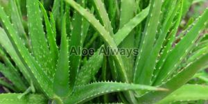 Aloe Vera Leaves