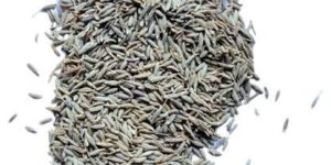 Loose Packing Jeera Seeds