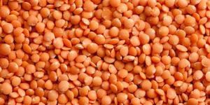 Red Lentils