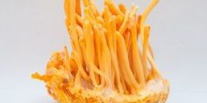 Cordyceps Mushroom