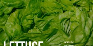 Fresh Lettuce Leaves