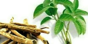 Ashwagandha Herb