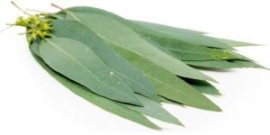 Eucalyptus Leaves