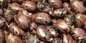 Raw Castor Seeds