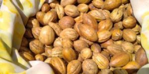 Raw Kadukkai Seeds