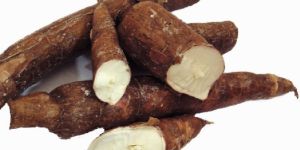Cassava