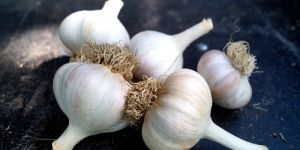 Garlic