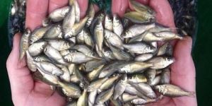 Catla Fish Seeds