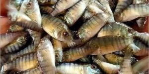 Monosex Tilapia Fish Seeds