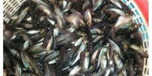 Pangasius Fish Seeds