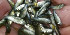 Rohu Fish Seeds