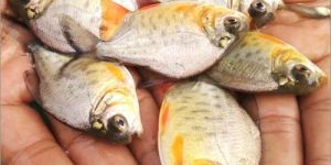 Roopchand Fish Seeds