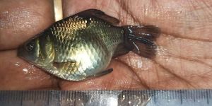 Common Carp Fish Seeds