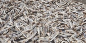 Dry Fish