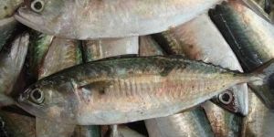 Indian Mackerel