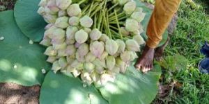 Fresh Lotus Flowers Gujarat