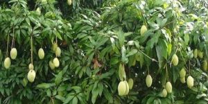 Mango Plant