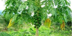 Papaya Plant