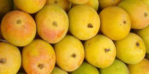 Alphonso Mango