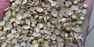 Coriander Seeds