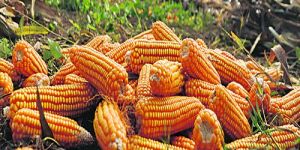 Maize