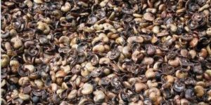 Cashew Nut Shells
