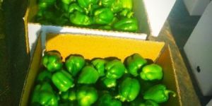 Fresh Green Capsicum