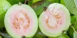Fresh Guava